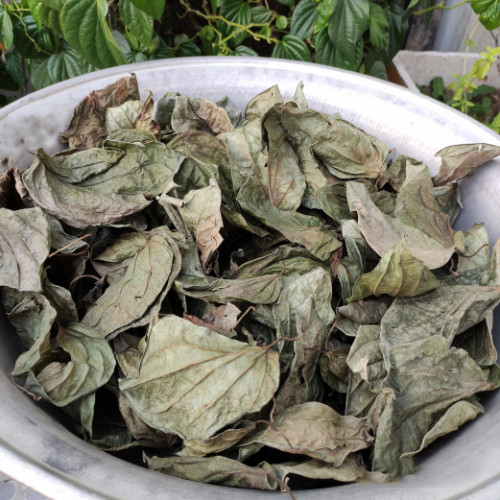 Lá trầu không sấy khô 1kg - Thảo Dược Tấn Phát - Hàng công ty chất lượng cao