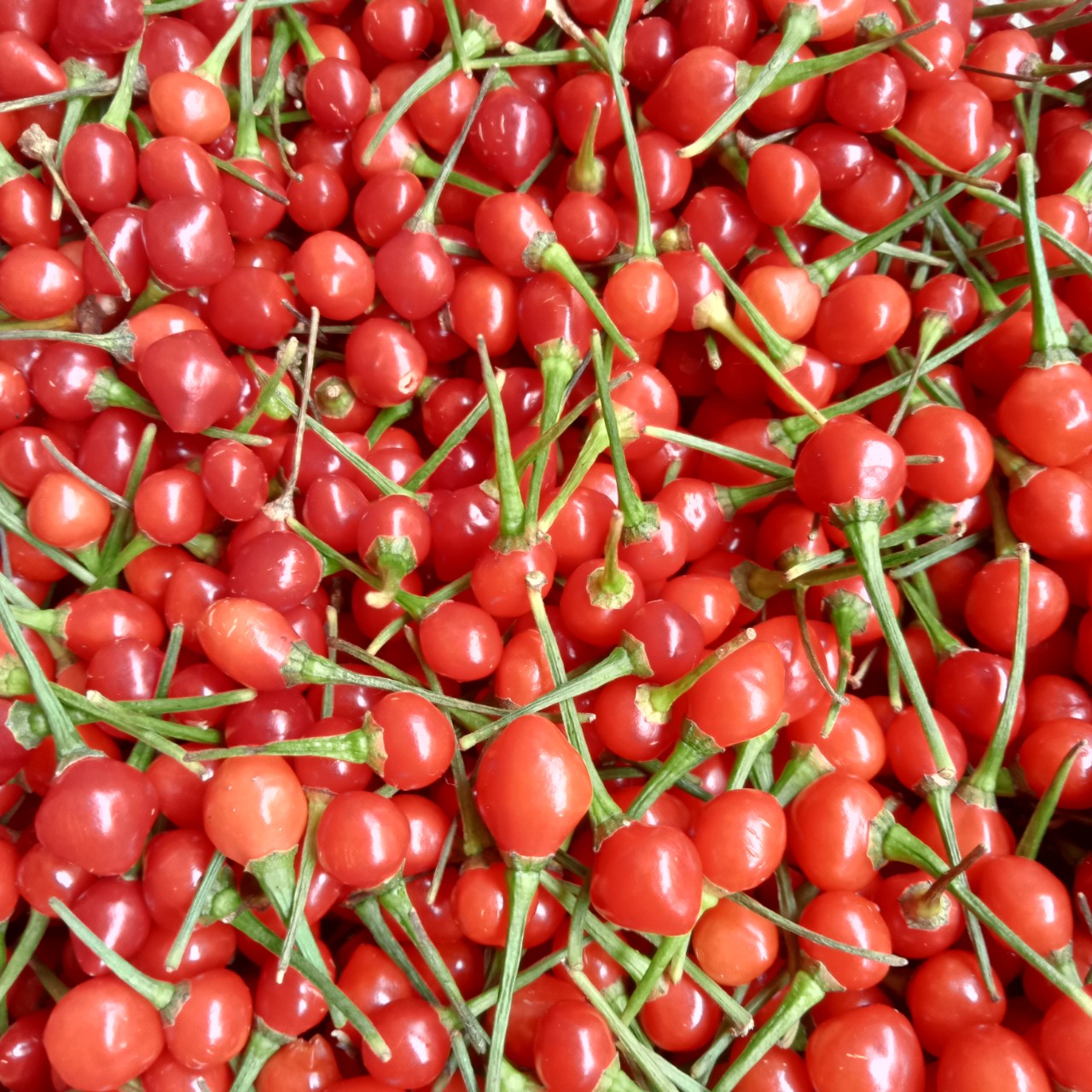 10 Hạt Ớt Chiltepin Siêu Cay