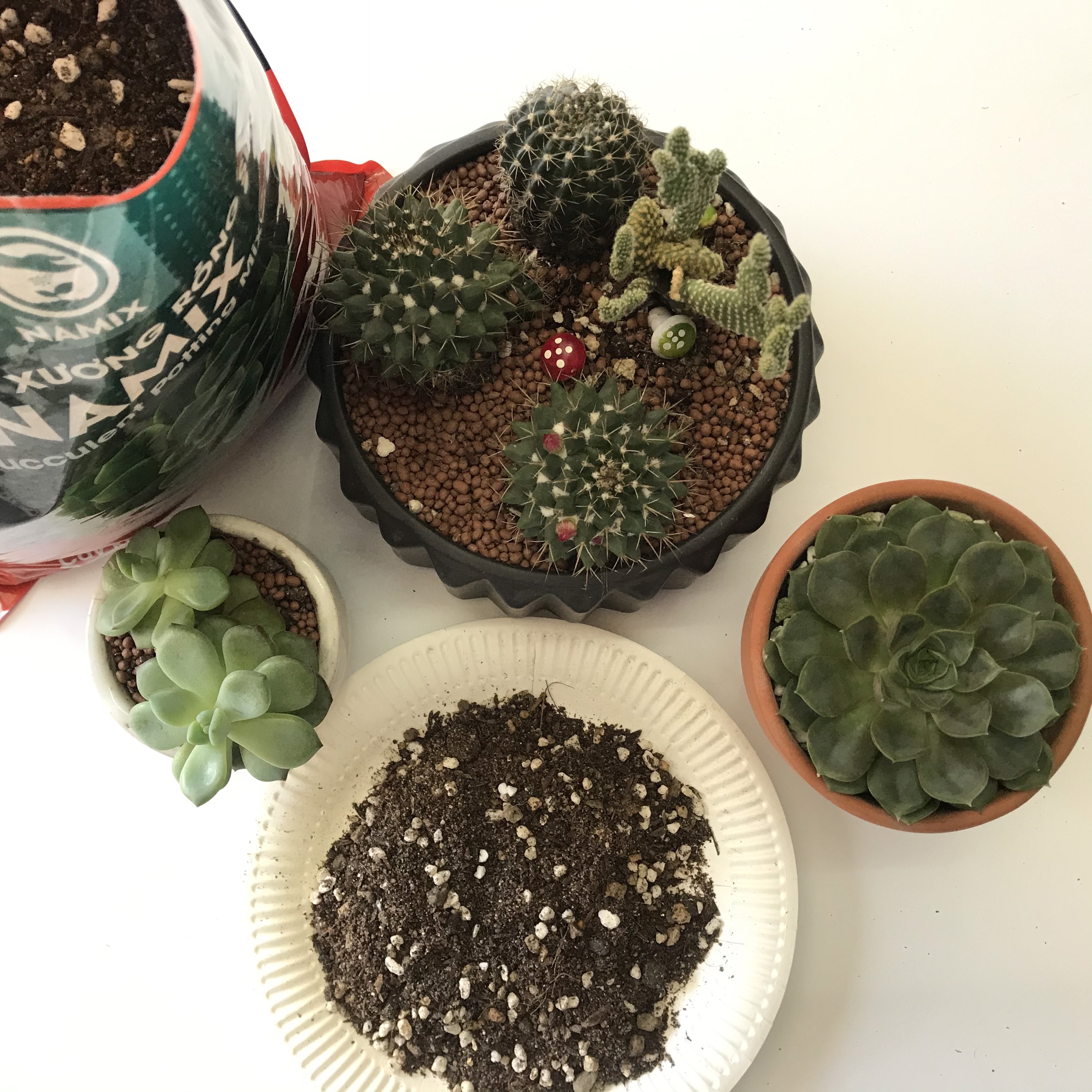 Đất trồng Sen đá và Xương rồng Namix
