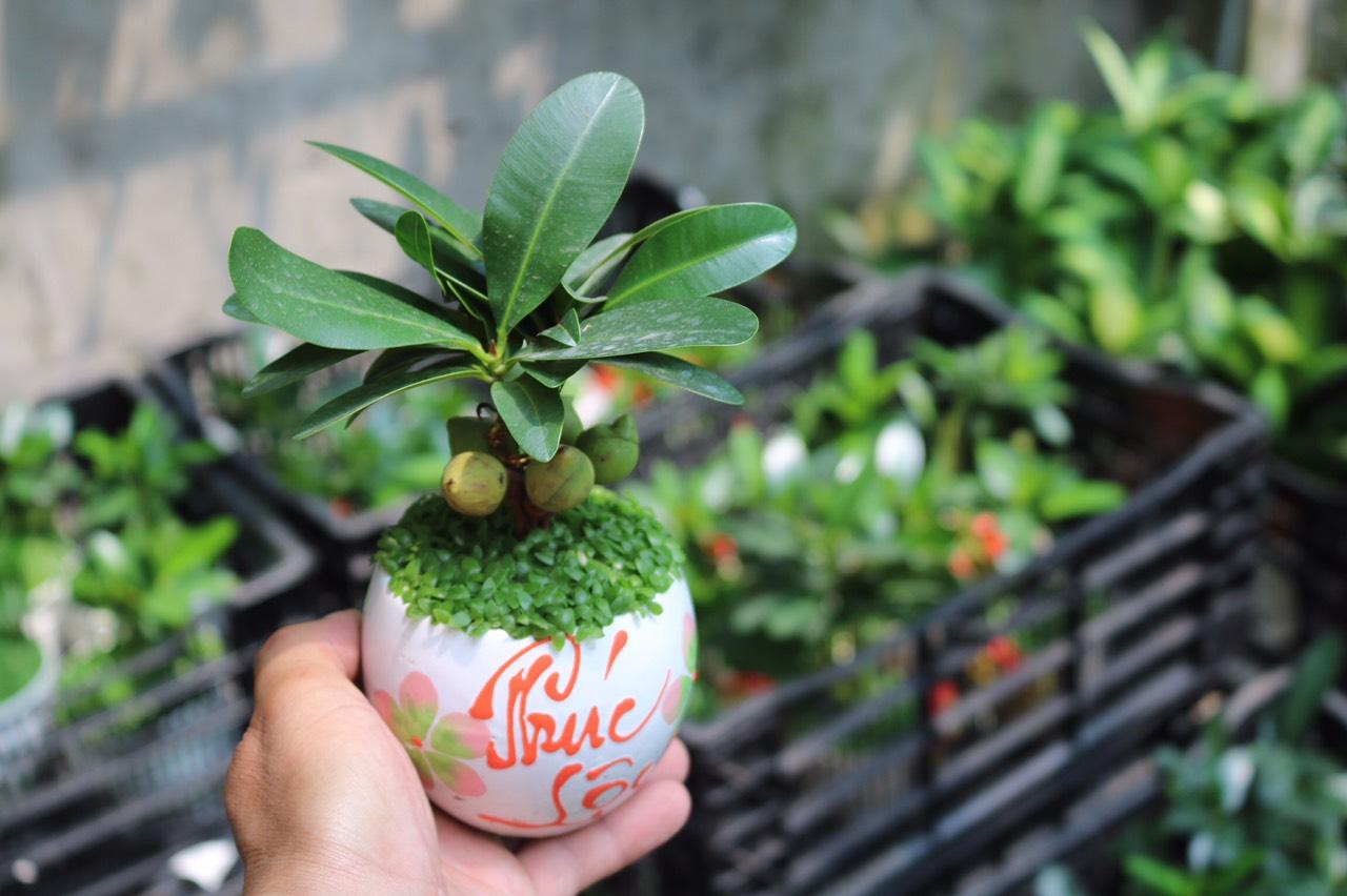Chậu Sứ Cây Tài Lộc May Mắn