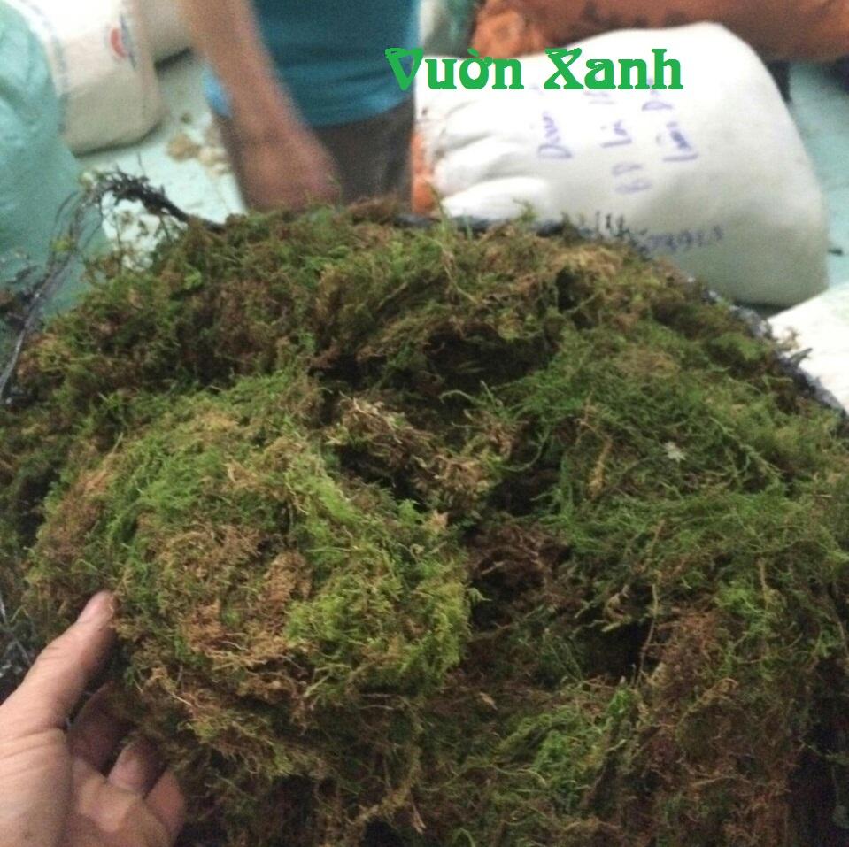 Rêu rừng trồng lan phơi khô 2kg