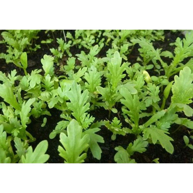 Hạt giống Cải Cúc Tẻ Cao Sản 20gram