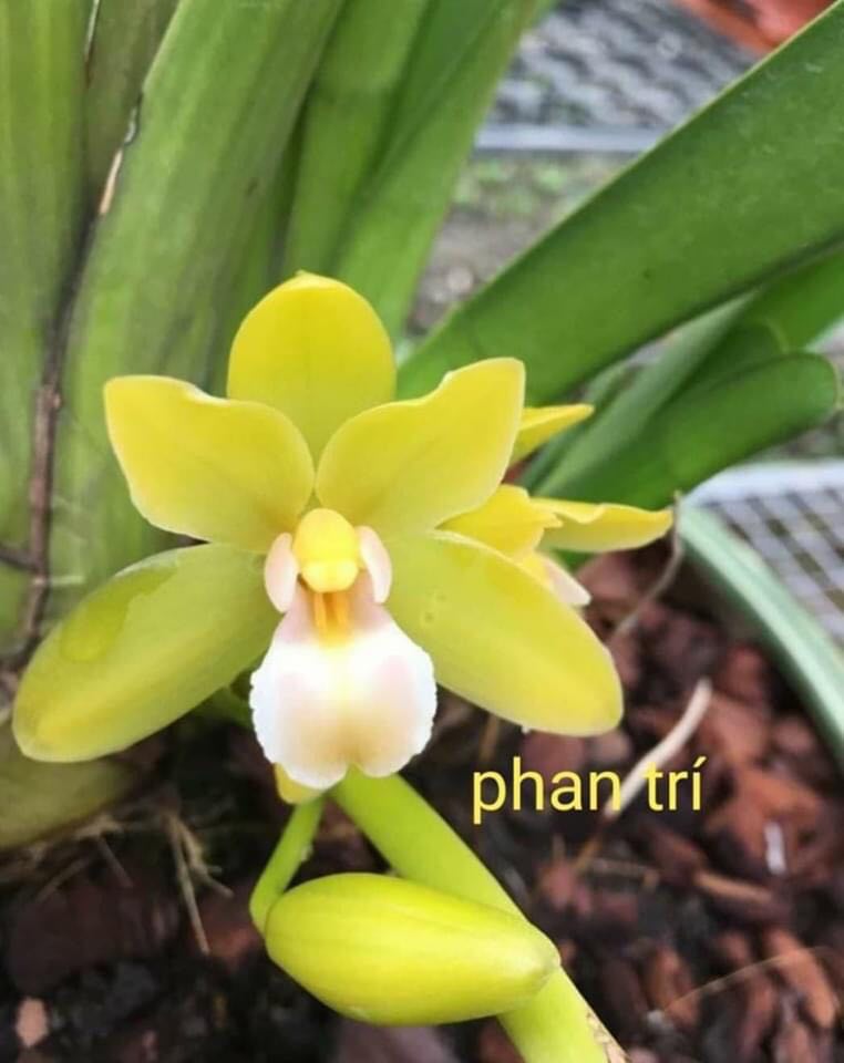 1 THÂN HOA LAN KIẾM THÁI LAN - MẶT HOA XỔ SỐ