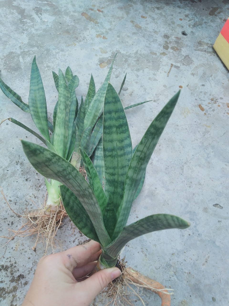 Cây lưỡi hổ viền xanh