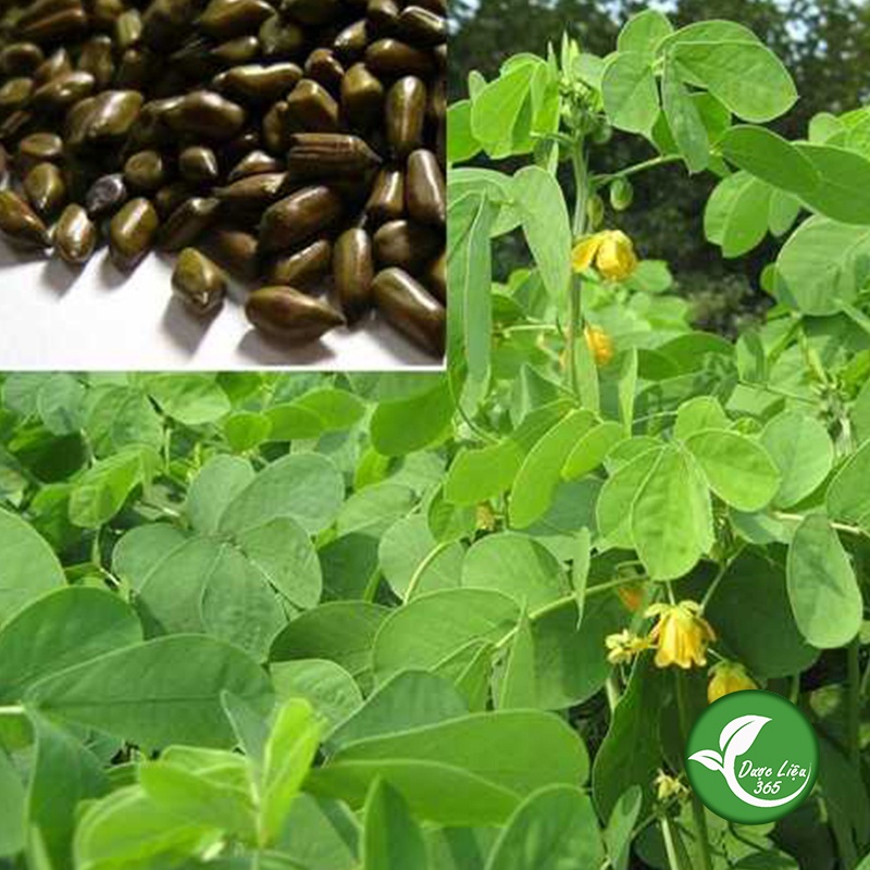 Thảo Quyết Minh( HẠT MUỒNG MUỒNG) 1KG- Loại thượng hạng