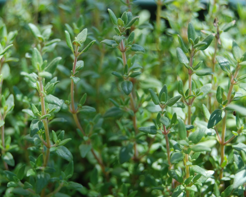 Hạt Giống Cỏ Xạ Hương Thyme (Gói 100 hạt) Trồng Chậu, Chịu Nhiệt Tốt