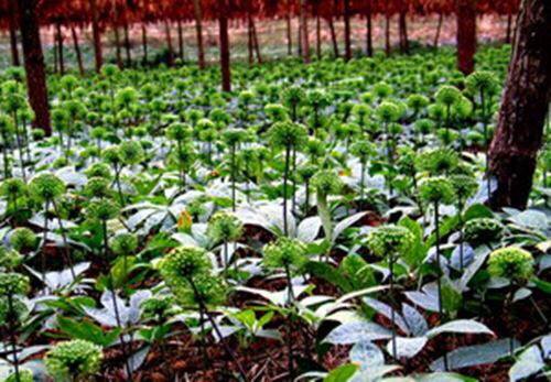 1 LẠNG NỤ HOA TAM THẤT BAO TỬ KHÔ