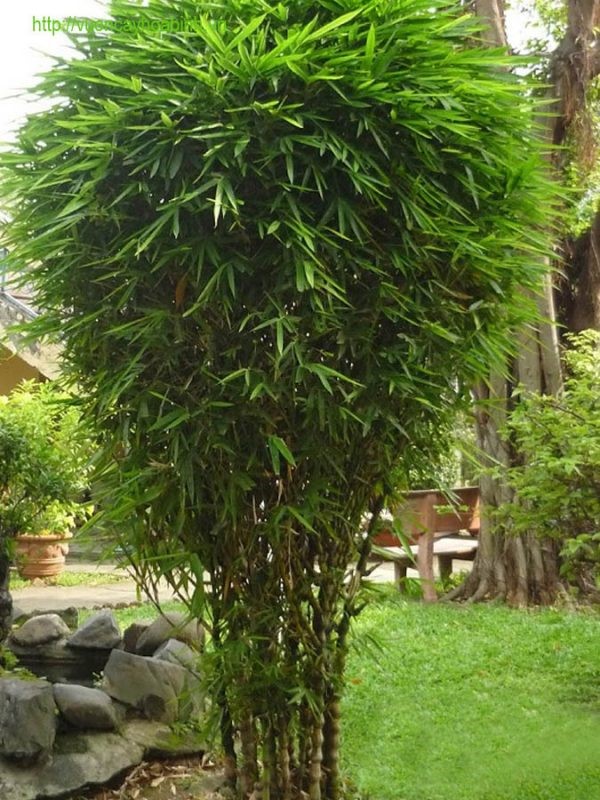 CHẬU CÂY TRÚC ĐÙI GÀ ĐẸP