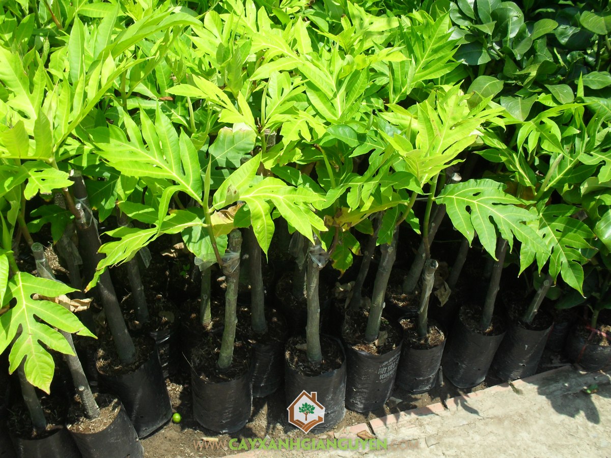 CÂY GIỐNG SA KE - CÂY GIỐNG CHUẨN F1 - NĂNG SUẤT CAO