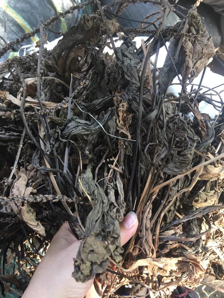 1kg cây mã đề khô cao cấp