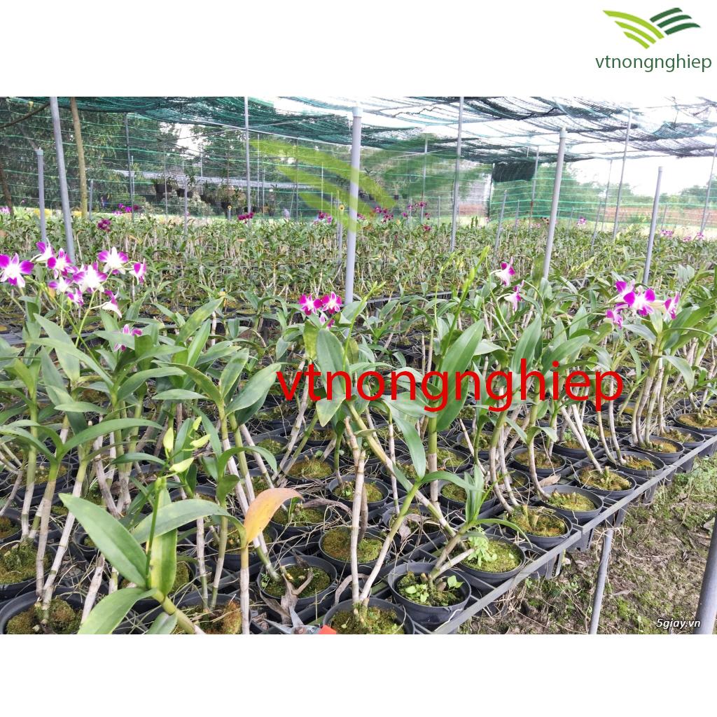 50 Chậu nhựa trồng Lan phi 16