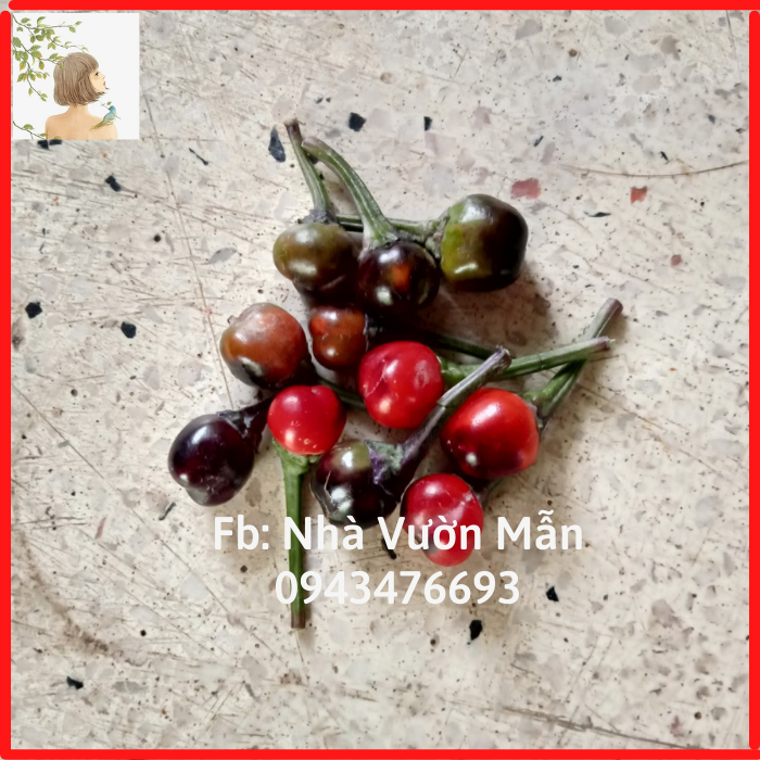 5 Hạt Ớt Purple Pepper
