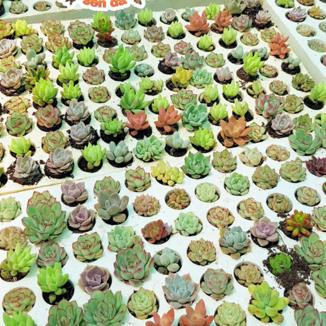 Vĩ sen mix 84 cây vĩ, không gồm khay xốp