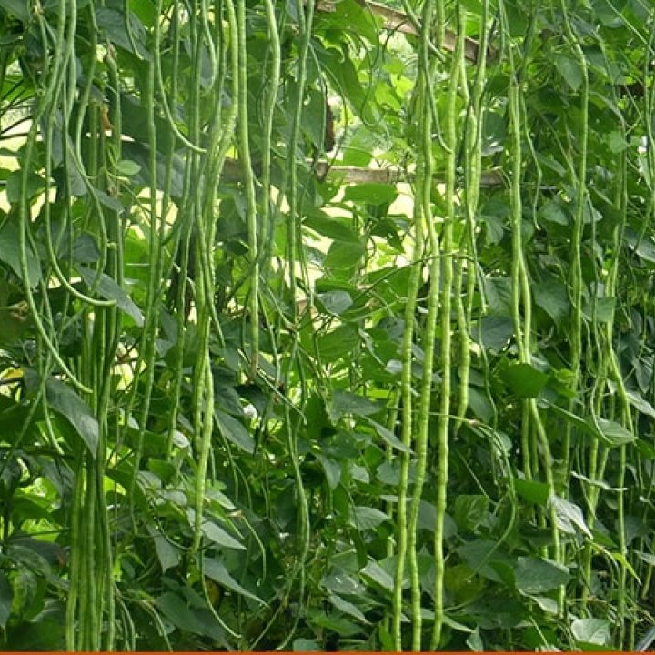Hạt giống Đậu Đũa Hạt Đen Phú Nông - 10g