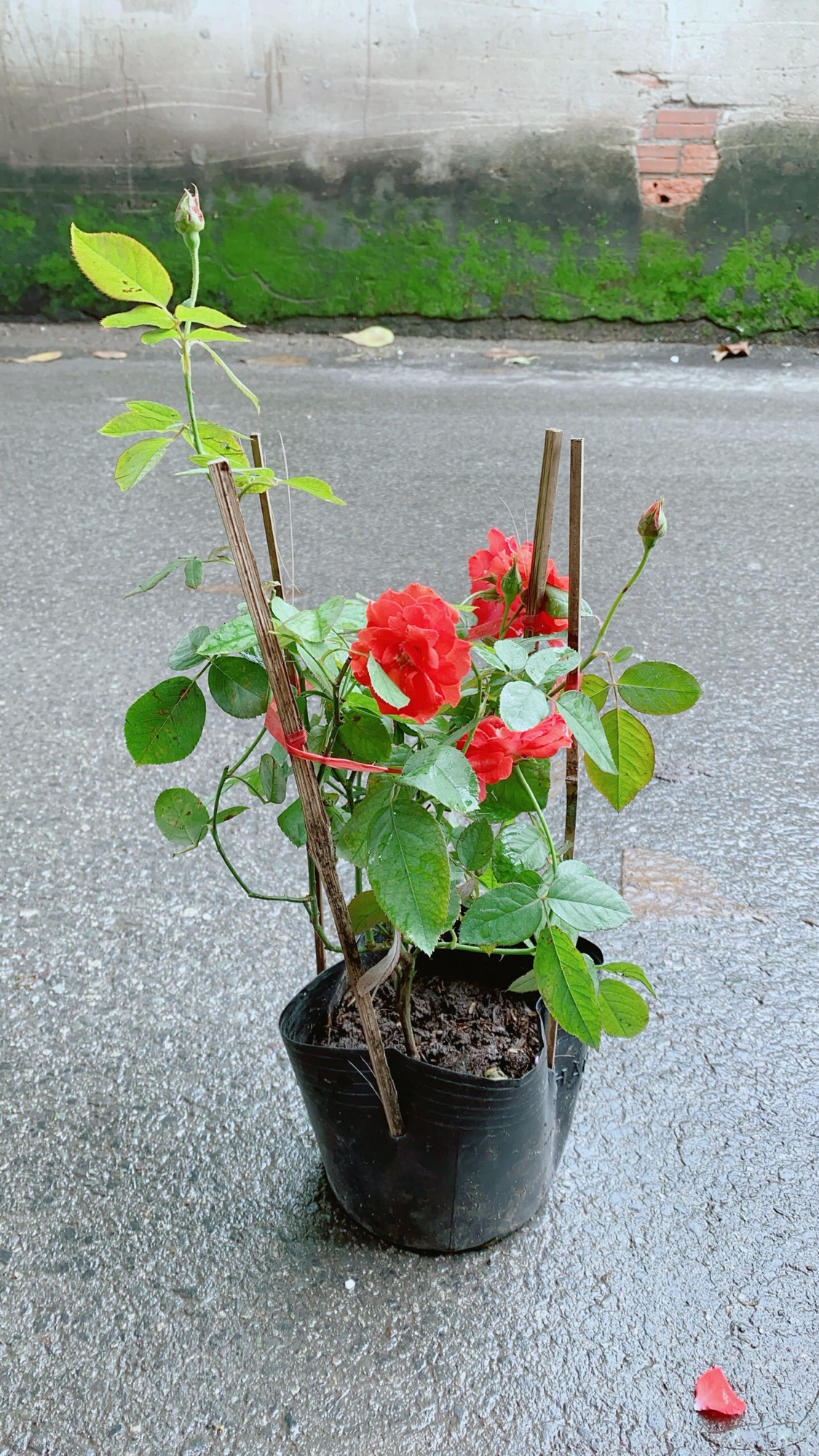 Hoa Hồng Lửa Màu Đỏ