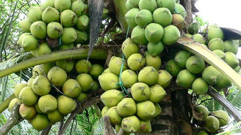 Cây giống dừa Tam Quang
