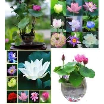 Combo bộ hạt giống sen mini nhật + tặng 2 hạt