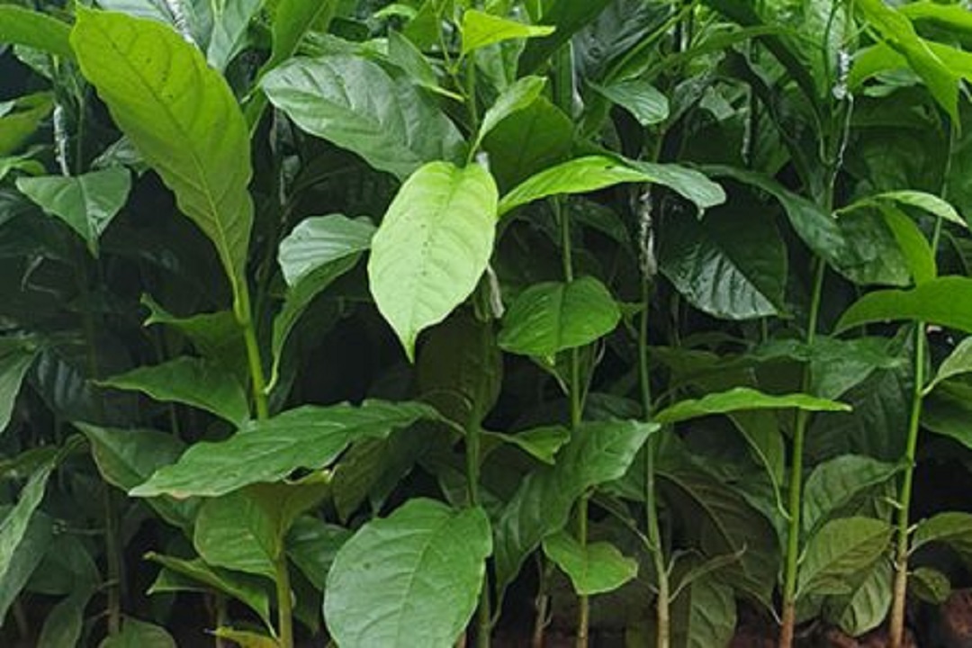 CÂY DỔI XANH NẾP GIỐNG DÒNG THU HẠT