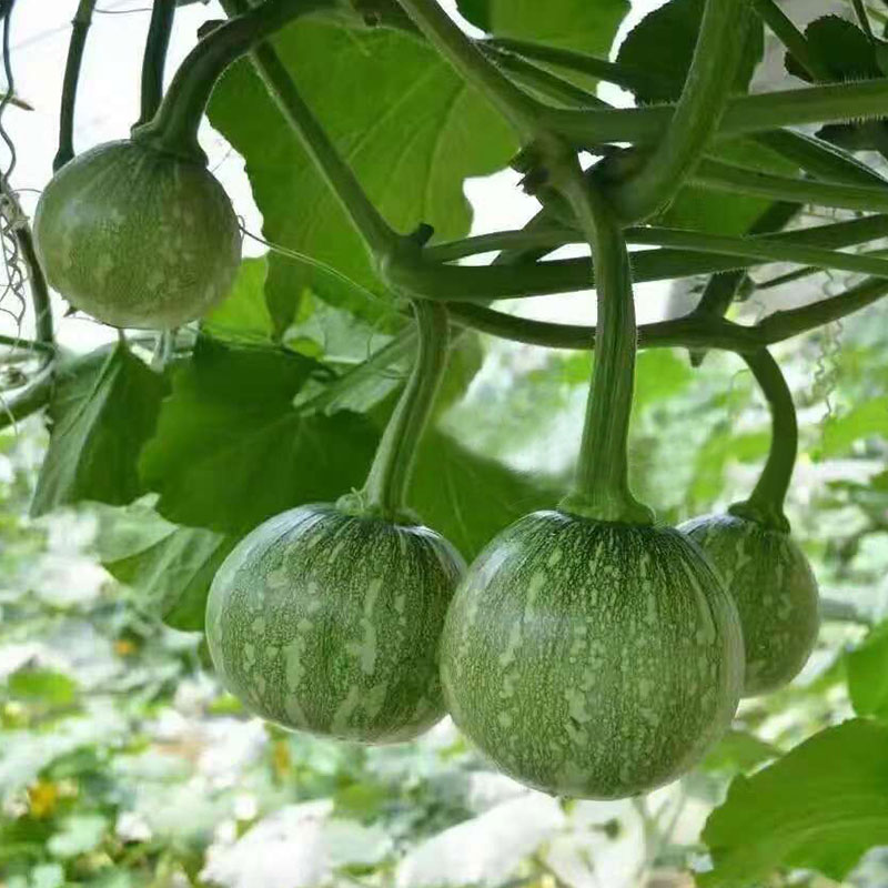 Hạt giống bí đỏ baby F1 giống ngắn ngày - siêu bông- nhiều trái - nhiều ngọn  PTP12 | Phởms Market