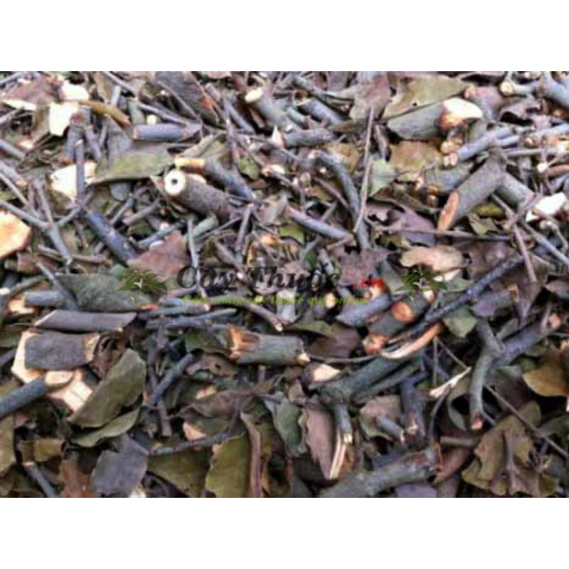 [Shop Mới] Tang ký sinh, Tầm gửi ( cây khế, cây bưởi )