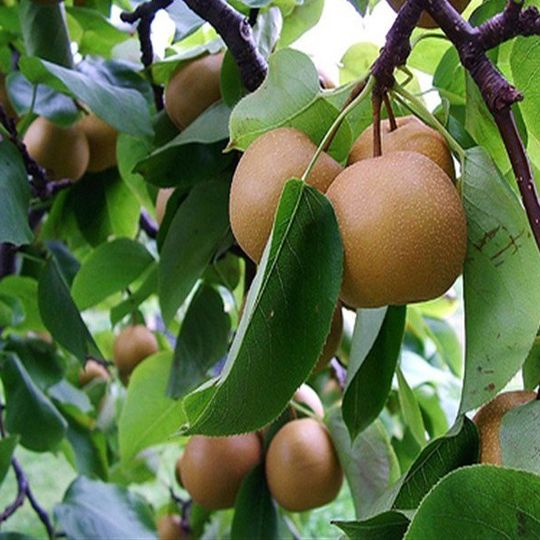 Trái Lê đường/ mắc cọp - ngon giòn ngọt chắc