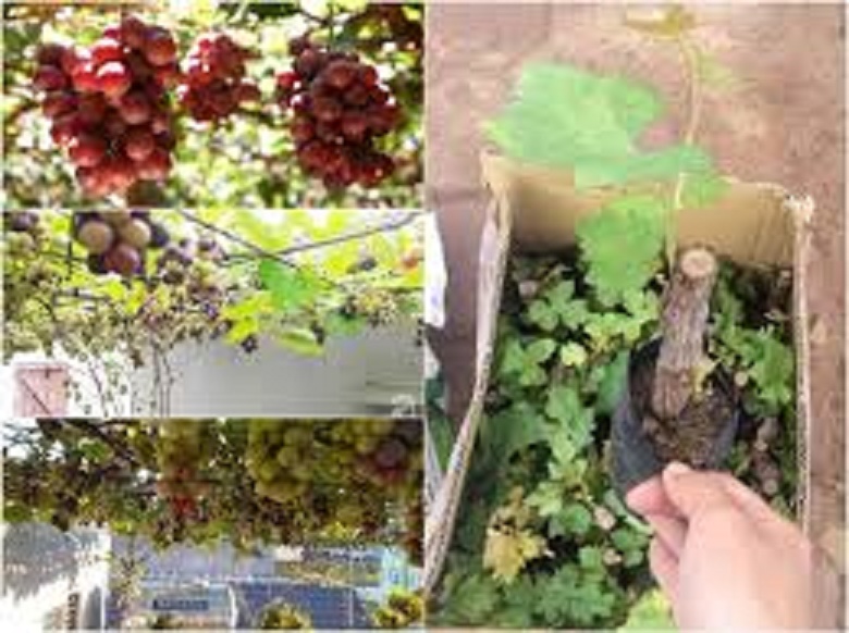 CÂY GIỐNG NHO LÙN PHÁP