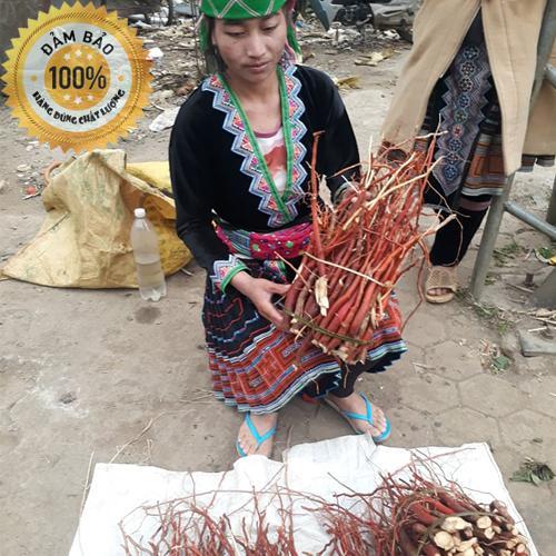 Sâm cau đỏ tươi - 100% rừng tây bắc