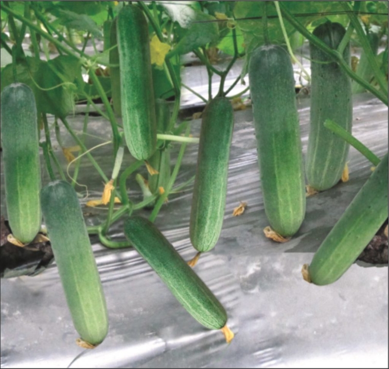 Hạt giống Dưa chuột nếp ta - gói 10 hạt