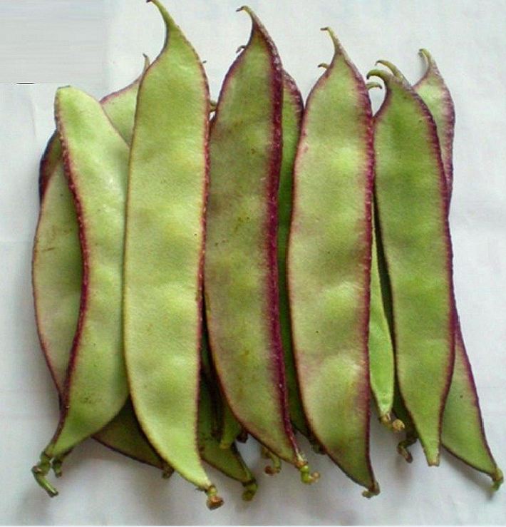 Hạt Giống Đậu Ván Xanh F1 - Gói 5gram( 15 hạt)