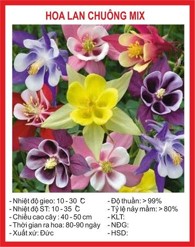 Hạt Giống Hoa Lan Chuông (Bồ Câu) 50 Hạt