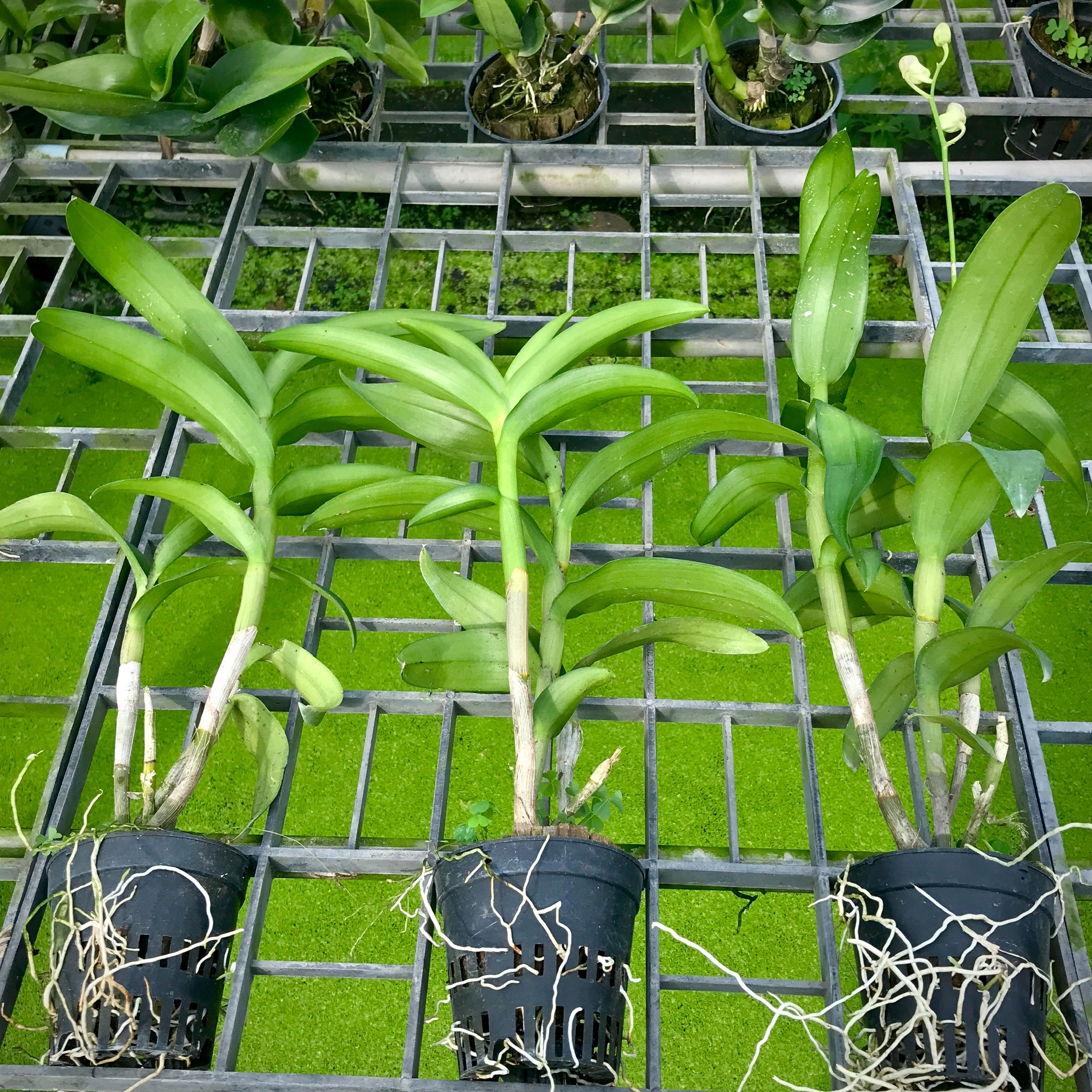 Dendro Chớp Hồng