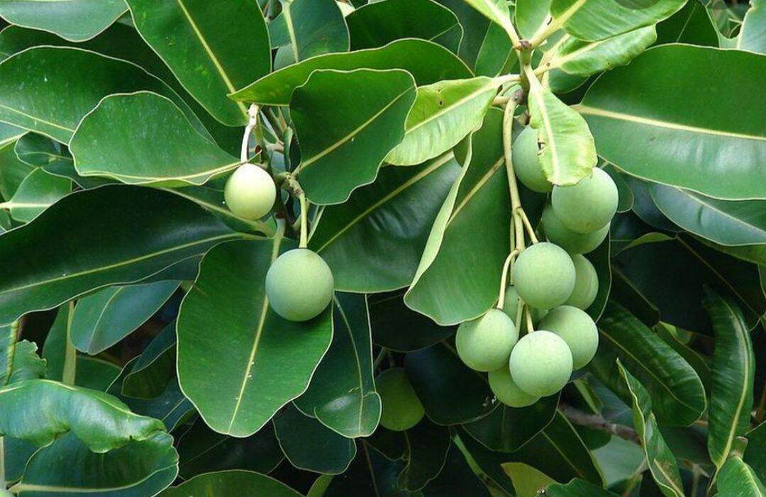 Cây giống cây Mù U (cây Hồ Đồng - cây Cồng) trồng trong túi ươm, được cố định trong thùng hàng, đảm bảo tươi nguyên