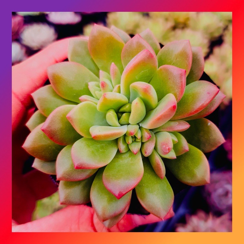 Sen đá mặt trời giống mới sonda garden size bé 5-8cm, cây cảnh trang trí nhà cửa, lỗi 1 đổi 1