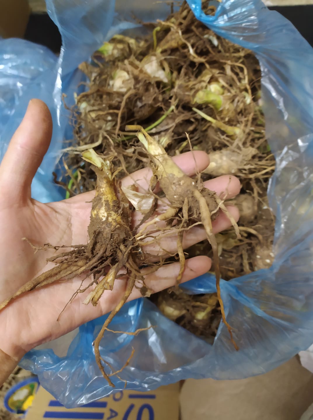 Set 10 củ ( tặng kèm phân ) hoa huệ ta- củ khỏe