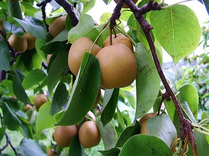 Cây lê nâu