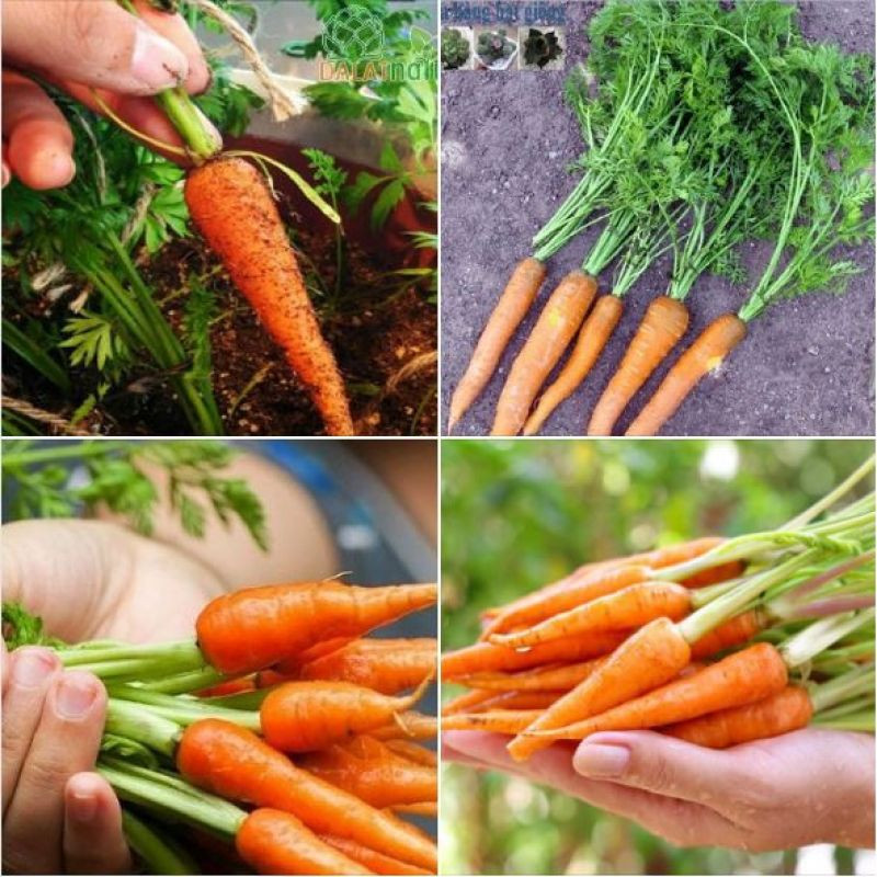 Hạt giống cà rốt mini ( cà rốt tí hon ) - 100 hạtgói