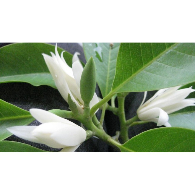 1kg trà hoa ngọc lan sấy khô