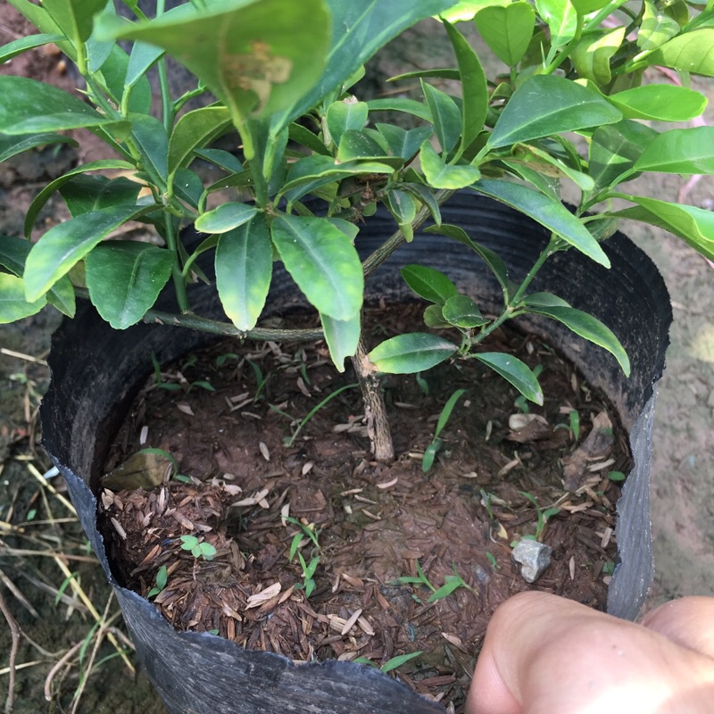 Cây chanh tứ quý (chanh ta) tán xum (Cây như hình)