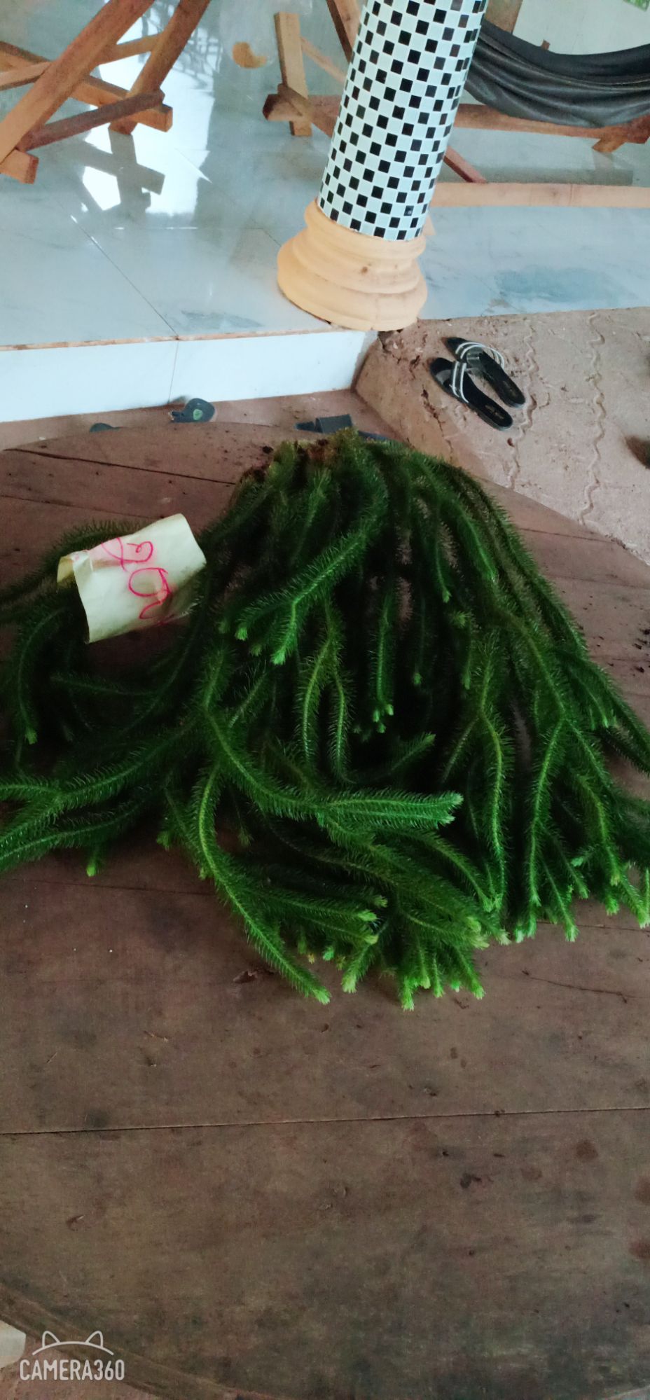 Cây Râu Rồng