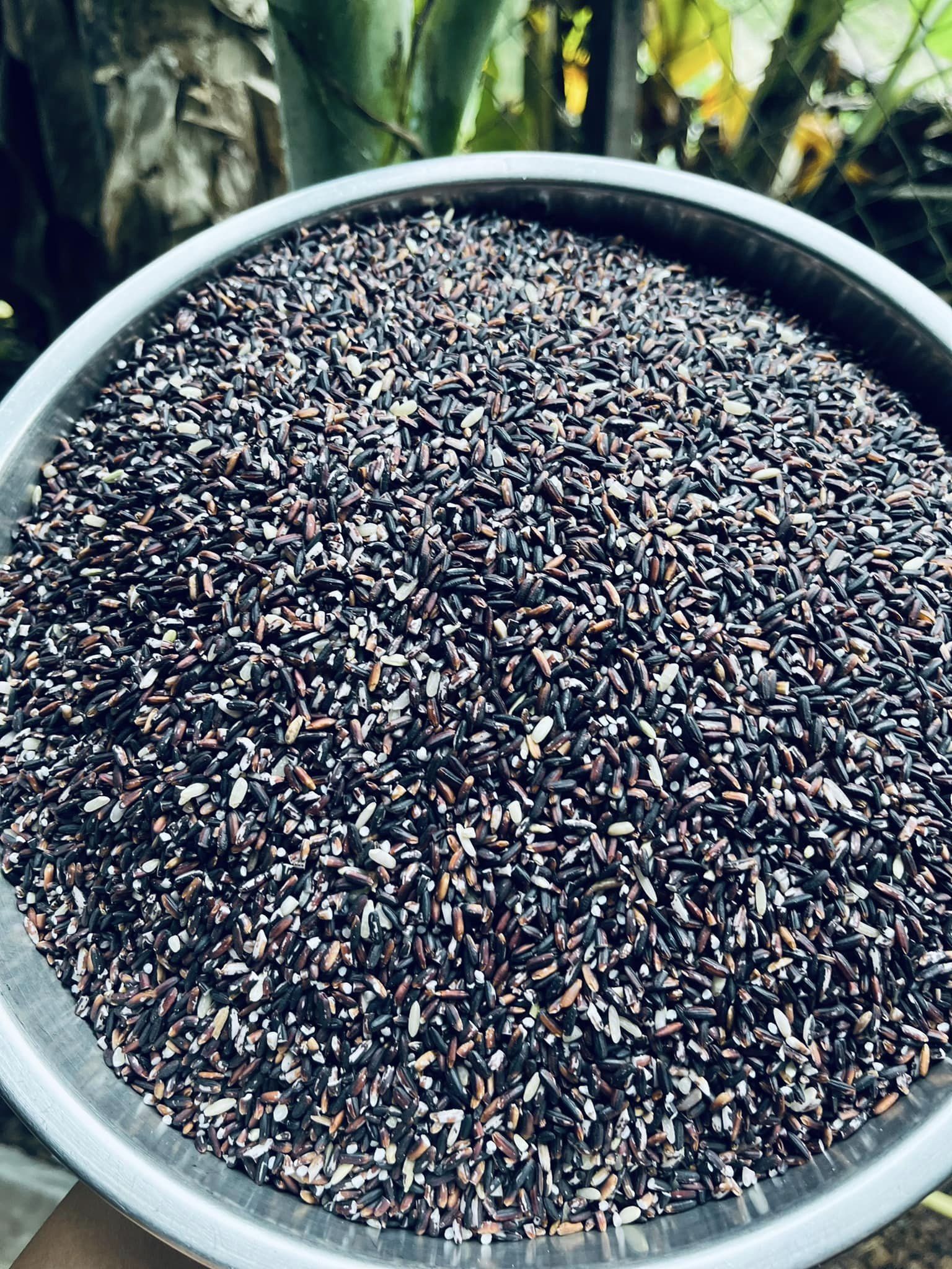 Nếp Than Lứt Thơm Rằng Thơm 1kg - Noom