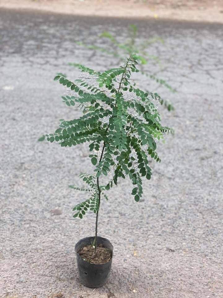 cây hoa hèo giống tốt cho sức khẻo