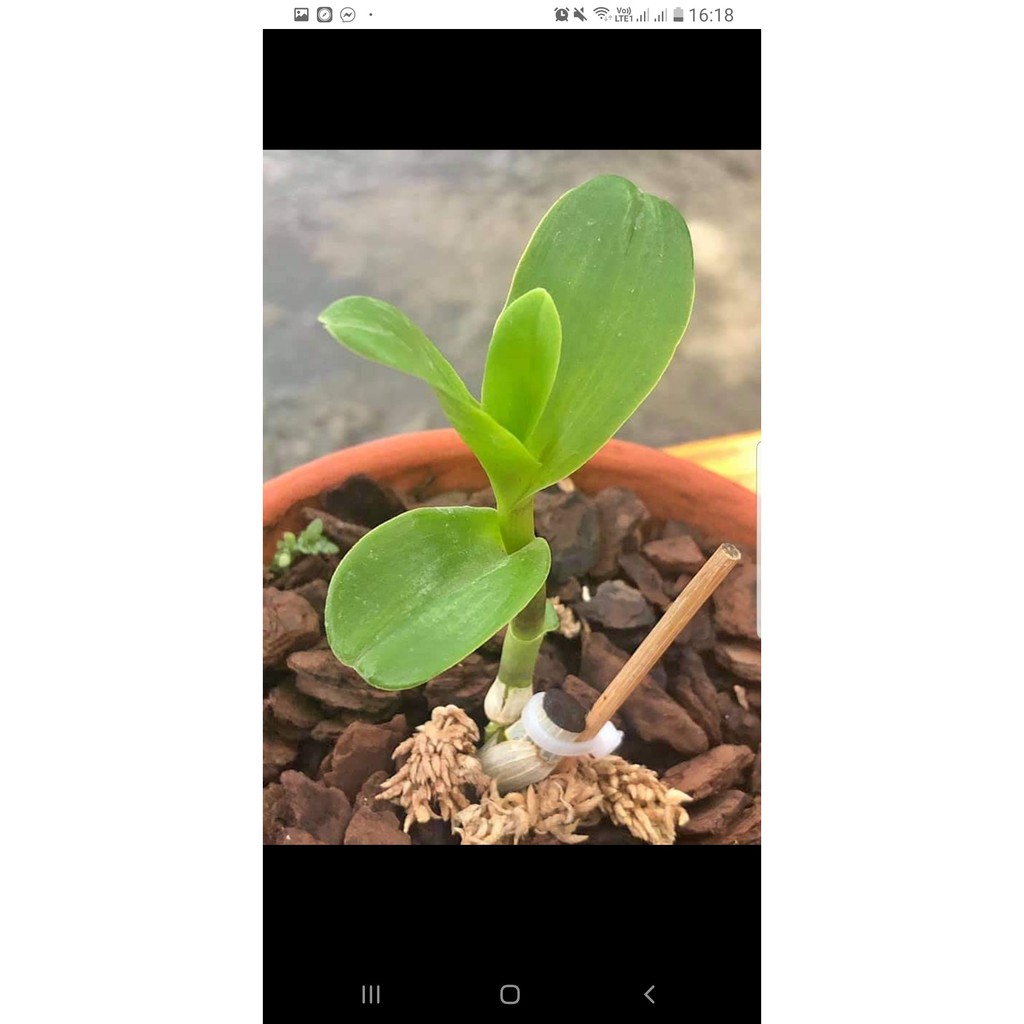 lan phi điệp tím cây giống