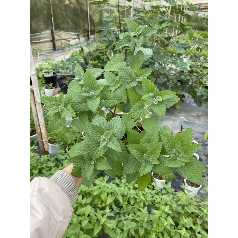 CATNIP - BẠC HÀ MÈO