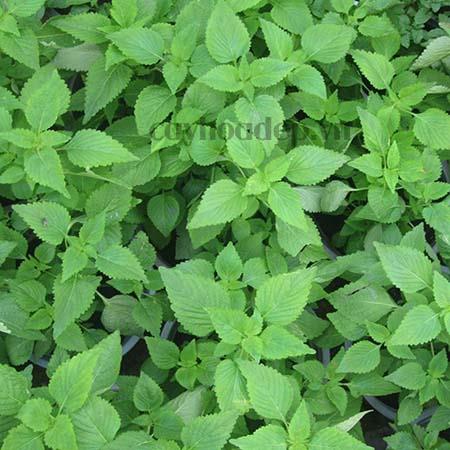 Hạt Giống Kinh Giới Rado 11 (1g)