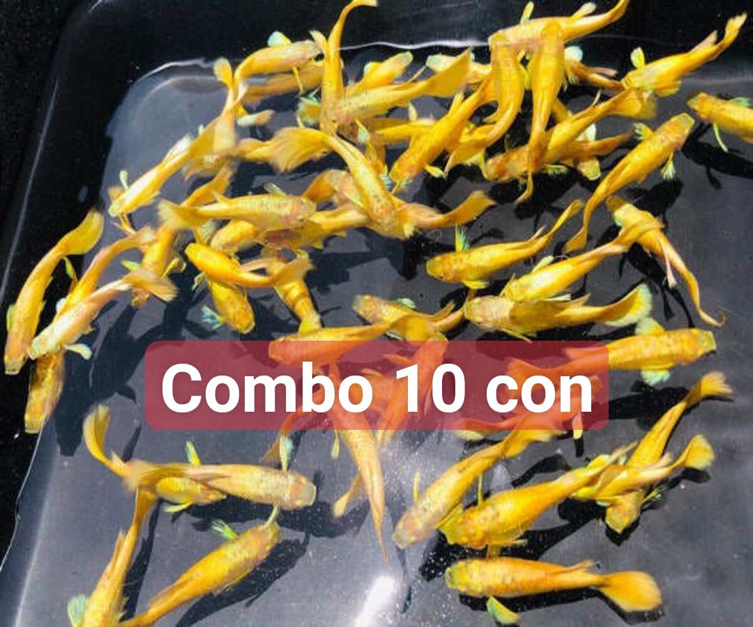10 con fullgold vàng tươi siêu dễ nuôi( trang trí bể thủy sinh)