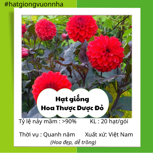 [HCM]Hạt Giống Hoa Thược Dược Đỏ - Gói 20 hạt (Hoa đẹp dễ trồng tỷ lệ nảy mầm cao)