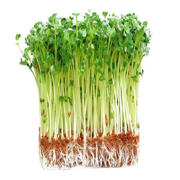 hạt giống mầm cải thìa (pak choy sprouts) CT539 - Gói 20gram