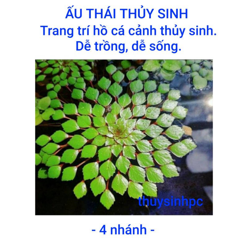 4 nhánh ấu thái thủy sinh trang trí hồ cá
