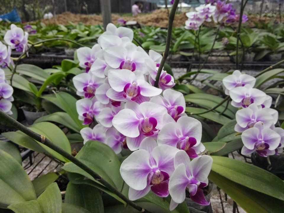 LAN HỒ ĐIỆP ĐẠI đang ngồng hoa