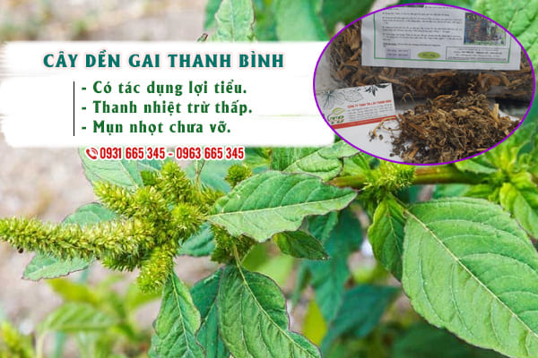 Cây Dền Gai Khô 1KG - Công Ty Thảo Dược Thanh Bình